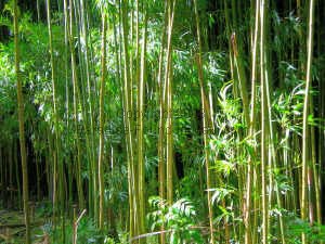 Bamboo forest on Maui - Bamboo can be used for building