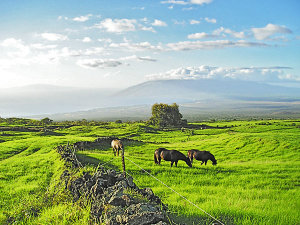 Maui's Upcountry provides grazing for horses and cattle